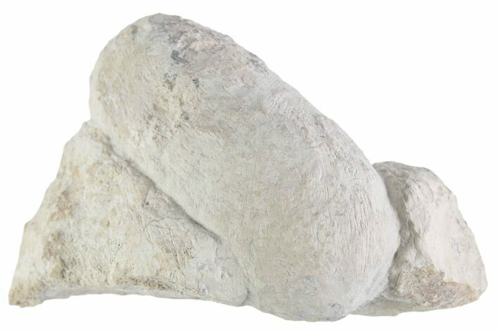 Eocene Fossil Crocodile Egg - Bouxwiller, France #366871
